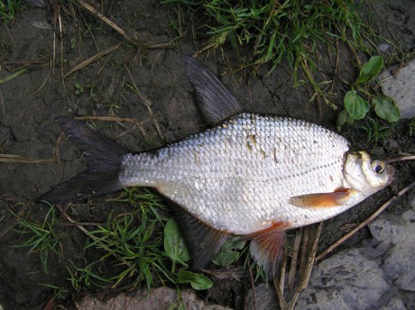 Fish Te - Fotoalbum - Poznáváme Naše Ryby - Rybí Druhy - Cejnek Malý